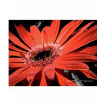 Fleur rouge (fresque) t-shirts