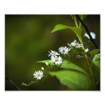 Fleur sauvage blanc photo d’art