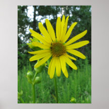 Fleur sauvage dans un domaine affiches