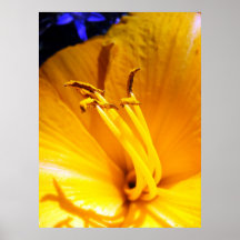 Fleur sauvage affiches