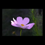 Fleur sauvage rose posters