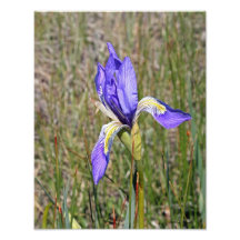 Fleur sauvage simple 11x14 d'iris art photographique