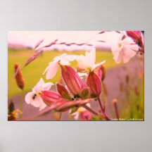 fleur scotty affiches