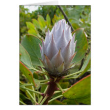 Fleur tropicale blanche cartes de vœux