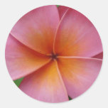 Fleur tropicale de Frangipani rose hawaïen de Plum Autocollants