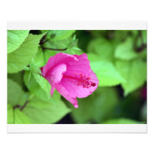 Fleur tropicale  tirage photo