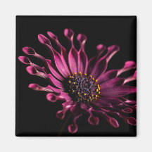 fleur violette magnets