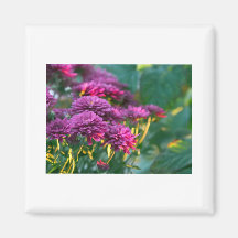 fleur violette magnets pour réfrigérateur