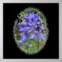 Fleur violette posters