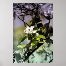 fleurs 11 de pomme poster
