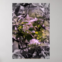 fleurs 12 de pomme poster