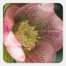 Fleurs 1 de rose stickers carrés