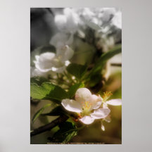 fleurs 7 de pomme posters