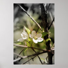 fleurs 8 de pomme poster