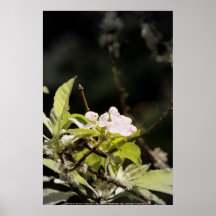 fleurs 9 de pomme poster
