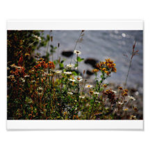 Fleurs Photographies