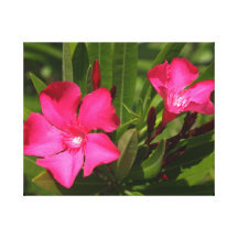 Fleurs assez roses impression sur toile