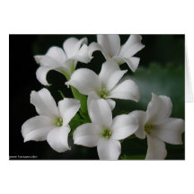 Fleurs blanches cartes de vœux