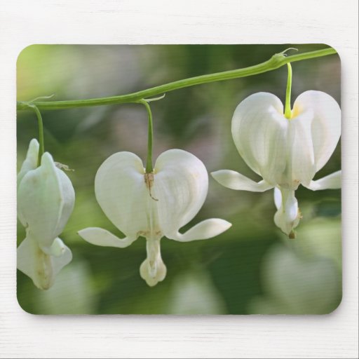 Fleurs blanches de défenseurs de la veuve et de l' tapis de souris