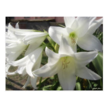 Fleurs blanches glorieuses 5 carte postale