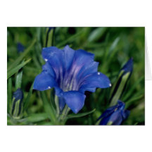 Fleurs bleues de gentiane carte de vœux