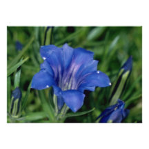 Fleurs bleues de gentiane cartons d'invitation personnalisés