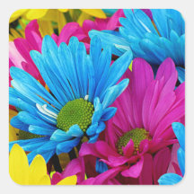 Fleurs bleues turquoises de marguerites de Gerber  Autocollants