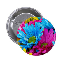 Fleurs bleues turquoises de marguerites de Gerber  Badges Avec Agrafe