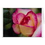 Fleurs Carte De Vœux
