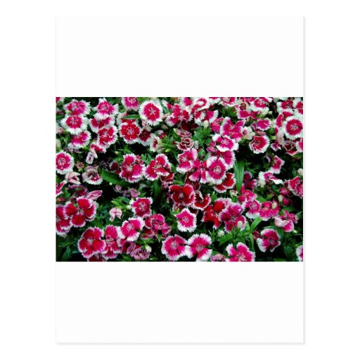 Fleurs Cartes Postales