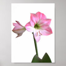Fleurs d'amaryllis posters