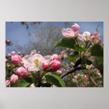 Fleurs d'Apple Affiches