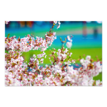 Fleurs de cerisier 1 photographes