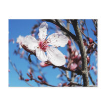 Fleurs de cerisier 2 cartes postales