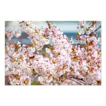 Fleurs de cerisier 2 impression photo