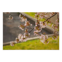 Fleurs de cerisier 3 photographe
