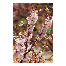 Fleurs de cerisier 4 photographies d’art