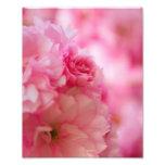 Fleurs de cerisier photographies d’art
