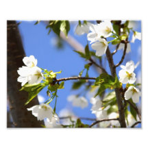 Fleurs de cerisier impressions photo