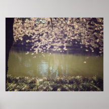 Fleurs de cerisier au-dessus d'un étang de jardin, affiches