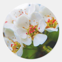FLEURS DE CERISIER AUTOCOLLANTS