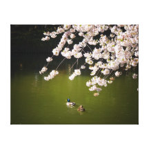 Fleurs de cerisier blanches au-dessus d'un étang impression sur toile