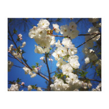 Fleurs de cerisier blanches de Shirotae Toiles Tendues Sur Châssis