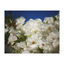 Fleurs de cerisier blanches toile tendue sur châssis