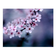 Fleurs de cerisier carte postale