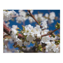 Fleurs de cerisier cartes postales