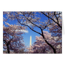 Fleurs de cerisier dans DC de Washington Cartes De Vœux