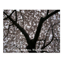 Fleurs de cerisier, DC de Washington Carte Postale