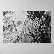 Fleurs de cerisier de village posters