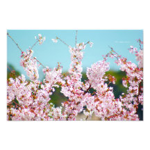 Fleurs de cerisier et cieux bleus photographie